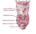 Thyroid