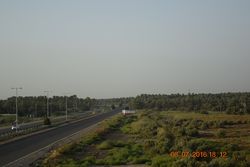 النخيل في قضاء الحمزة