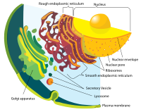 Endomembrane system diagram.svg