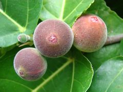 Fruits of Clown Fig tree at Flamingo Gardens, Davie, Florida.