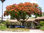 PikiWiki Israel 4368 delonix regia.jpg
