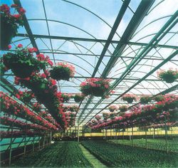 داخل الدفيئة الجمالونية المتلاصقة الأنفاق.