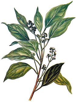 هـ ـ طرد خشبي حديث.jpg