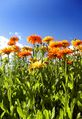 Bed of (Calendula officinalis)