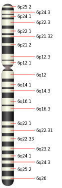 Chromosome 6.svg