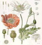 نبات الخشخاش