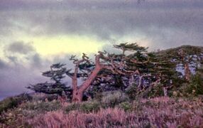 أشجار تبين أثر الرياح الغالبة، 1981