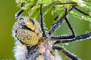 Bugged off: The fly clings to this leaf, perhaps weighted down by the sheer mass of water clinging to its surface.