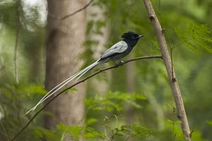 African Paradise Flycatcher - Kenya NH8O0536 (18822382274).jpg