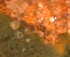 Barentsa discreta suzukokemusi01.JPG