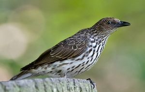 Cinnyricinclus leucogaster - 20080413b.jpg