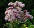 Eupatorium cannabinum