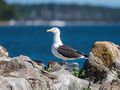 Larus marinus EM1B0978 (34665035760).jpg