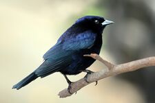 Shiny cowbird
