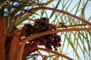 Dates - panoramio (2).jpg