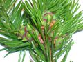 Developing Pineapple pseudocone galls on Norway Spruce