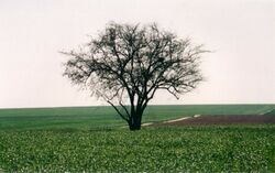 حقل قمح في عين هشلوشا.