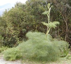 Ferula communis.jpg