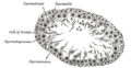 Transverse section of a tubule of the testis of a rat. X 250.