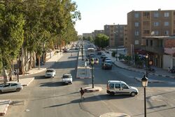 منظر من المسيلة - أشجار الكافور Eucalyptus