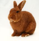 Rode nieuwzeelander Ram.jpg