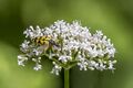 Spotted longhorn (Rutpela maculata) female on V. officinalis