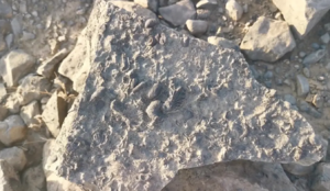 أحفورة بحرية من منطقة جازان، 27 يناير 2022.