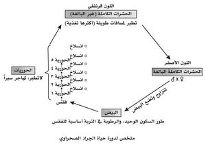 دورة حياة الجراد الصحراوي.jpg