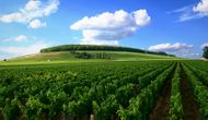 Vineyards in Côte de Nuits, Burgundy.