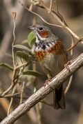 Chestnut-eared Bunting - Nainital, Uttarakhand, India (14979940218).jpg