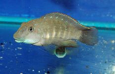 Eretmodini (E): Eretmodus cyanostictus lives near the bottom in the turbulent, coastal surf zone,[49] like other members of its tribe[47]