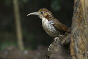 Large Scimitar-babbler - Thailand.jpg