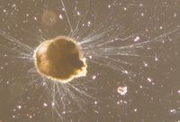 Live Ammonia tepida.jpg