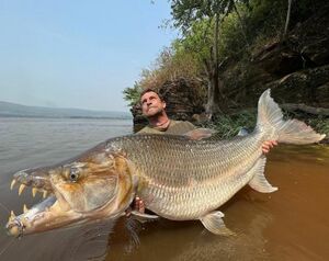 The biggest Goliath Tigerfish.jpg