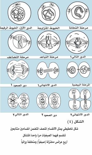 شكل تخطيطي يمثل الانقسام المنصف المتضمن انقسامين متتابعين.jpg
