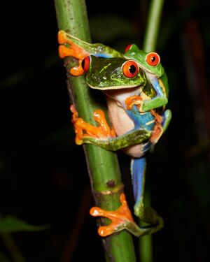 Agalychnis callidryas.jpg