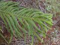 Araucaria columnaris branch
