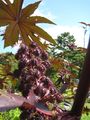 Ricinus communis, fruit and leaf, Cornell Plantations 2008
