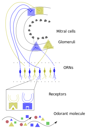 Early Olfactory System