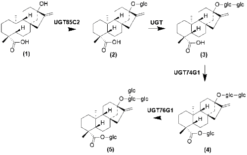 الريبوديوسيد إيه من الستيڤيول.