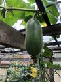Wax gourd two weeks after flowering