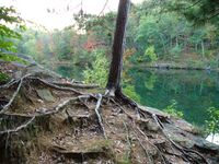 Tree roots anchor the structure and provide water and nutrients. The ground has eroded away around the roots of this young red pine tree.
