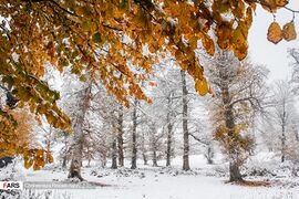 Caspian Hyrcanian Mixed Forests in Northern Iran 23.jpg