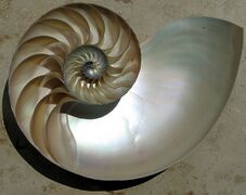 Nautilus shell's logarithmic growth spiral