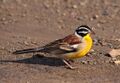 Emberiza flaviventris -Hluhluwe-Umfolozi Game Reserve, South Africa-8.jpg
