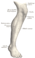 Lateral aspect of right leg.