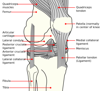 Knee diagram.svg