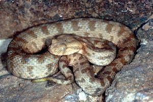 Macrovipera lebetina obtusa.jpg