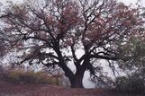 Oak-patriarch in Dubovka.jpg