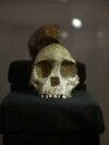 Taung Child.jpg